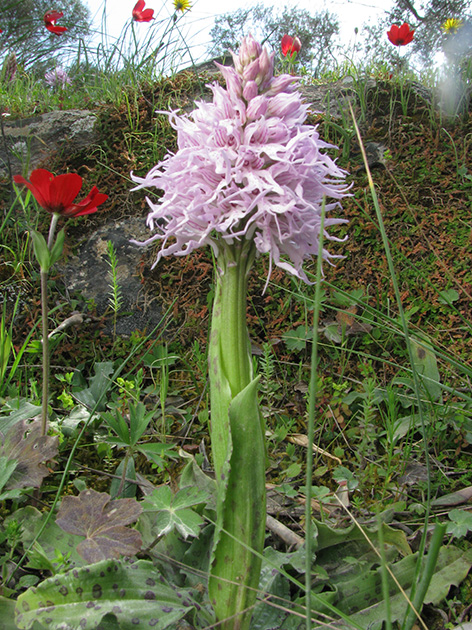 Orchidee di Lesbos - seguito